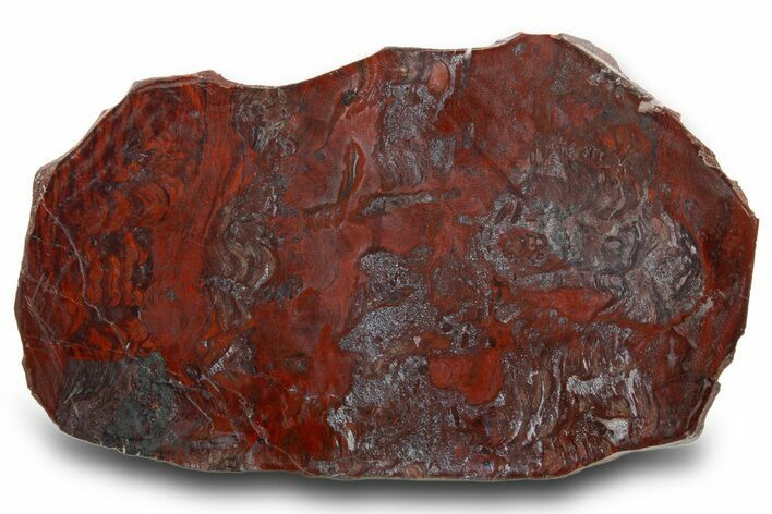 Polished Stromatolite (Collenia) Slab - Minnesota #311082